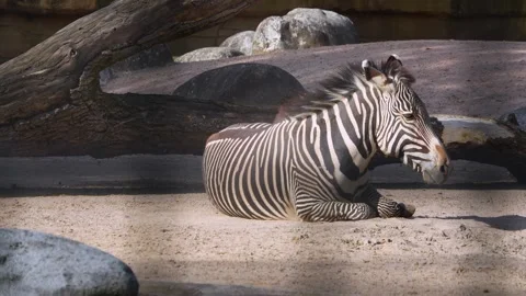 Close view of a zebra Stock Footage 273657699