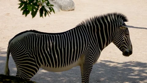 Close up view of a zebra Stock Footage 278010152