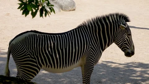 Close view of a zebra Stock Footage 278042574