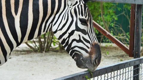 Close up view of a zebra happily munching on fresh grass, enjoying a moment of Stock Footage 307317446