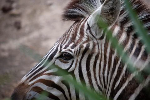 Close view of zebra looking at viwer through leaves Stock Photos