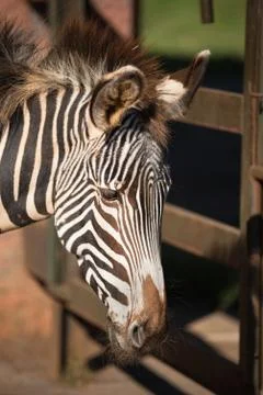 Close up view of a Zebra Foto stock