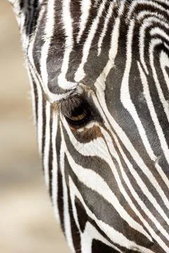 Close up view of a zebra 스톡 사진