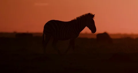 Close-up view of a Zebra walking past the setting sun on the Makgadikgadi Stock-Footage 106748915