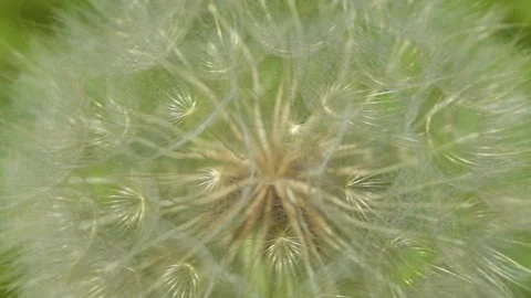 Close  viewe of dandelion flower Stock Footage 139866785