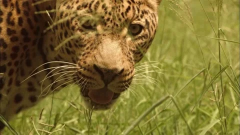 Close up viewExtreme Macro Close Up of Leopard Face, Intense B of the Leopard Stock Footage 340538583