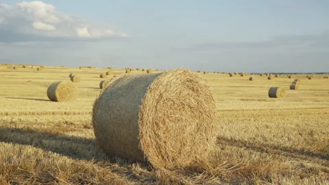 Close viewing of haystacks on wheat field with bright clear sky in summer day Video stock 133205995