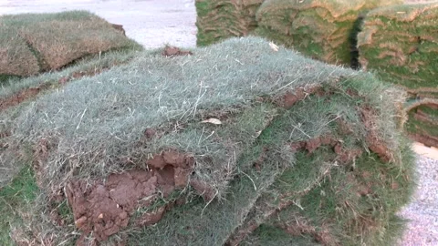 Close up viewing layers of drying lawn grass Stock Footage 195855720