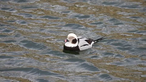 Close views of a drake Long tailed duck Stock-Footage 265172550