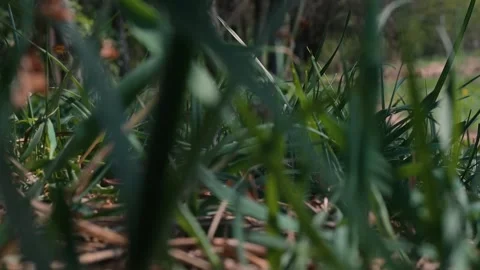 Close-up views of grass and vegetation in a natural outdoor environment. Grass Stock Footage 339090249
