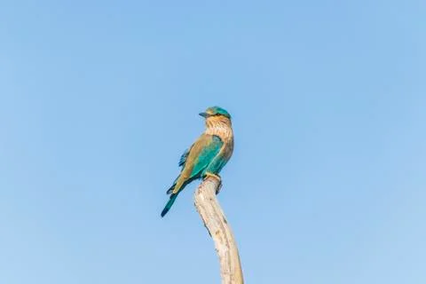 Close up views of an Indian roller Stock Photos