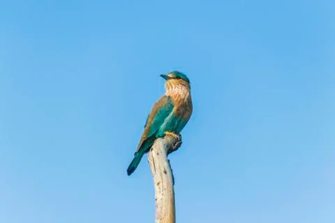 Close up views of an Indian roller Stock Photos