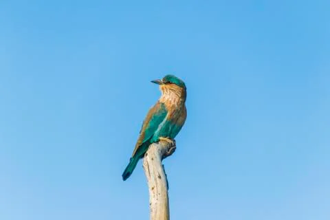 Close up views of an Indian roller Stock Photos
