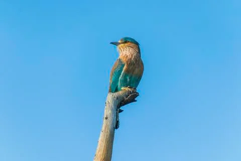 Close up views of an Indian roller Stock Photos