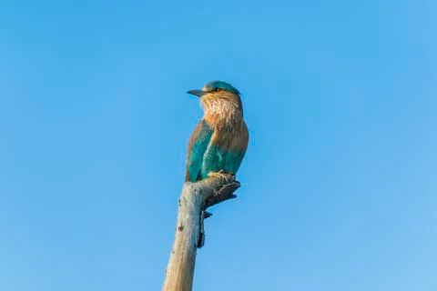 Close up views of an Indian roller Stock Photos