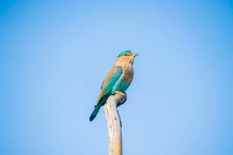Close up views of an Indian roller Stock Photos
