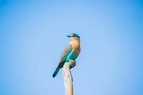 Close up views of an Indian roller Stock Photos