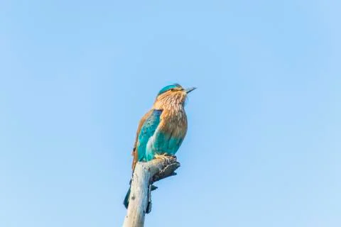 Close up views of an Indian roller Stock Photos