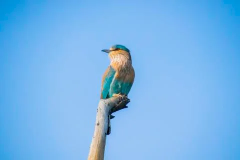 Close up views of an Indian roller Stock Photos