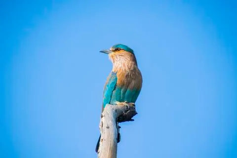 Close up views of an Indian roller Foto stock