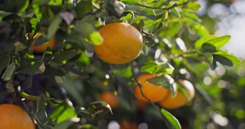 Up-Close Views of Mandarins Maturing on Citrus Agricultural Plantations 库存影片 262457267