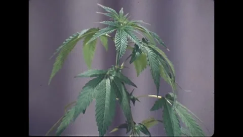 Close Views of Marijuana and Hemp Plant, 1970s Vídeo Stock 338386878