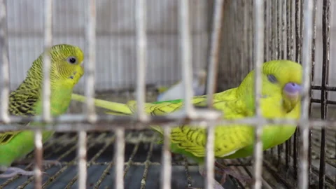 Close Up views of a parakeet bird face. 스톡 동영상 159898803