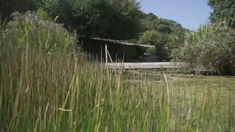 Close views of pond with vegetation Stock Footage 134605966