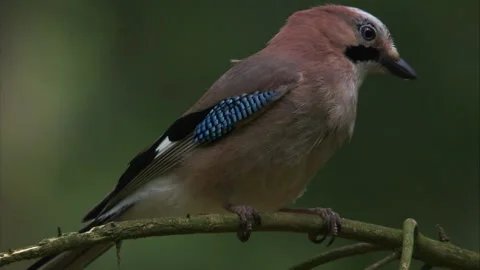 Close up of a vigilant eurasian jay with alert gaze in forest habitat Stock Footage 324797319