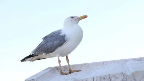 Close-up of a vigilant seagull standing on a ledge against a clear sky, Stock Footage 273620549