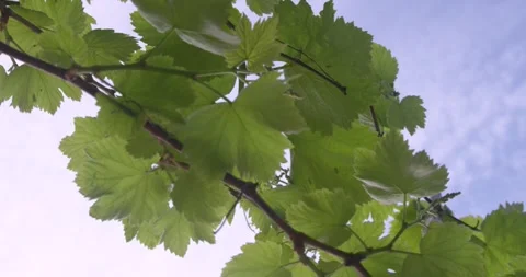 Close up of vine branches on a warm spring day. Video stock 154807865
