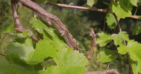 Close up of vine branches on a warm spring day. Video stock 154807867