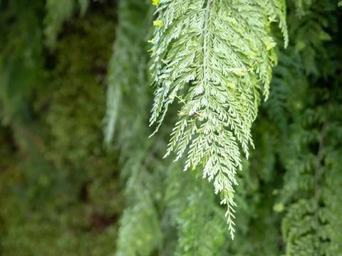 Close up of a vine connected to a tree Stock Photos