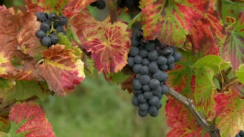 Close up on vine plant with grapes Stock Footage 73897216
