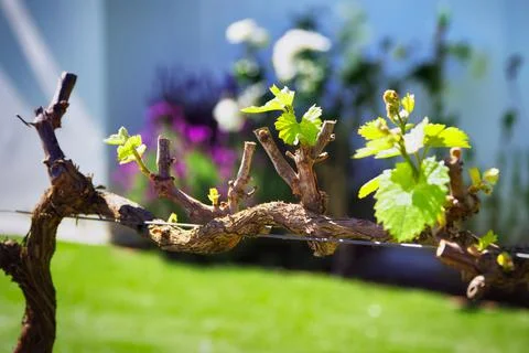 Close-up of a vine in Spring Stock Photos