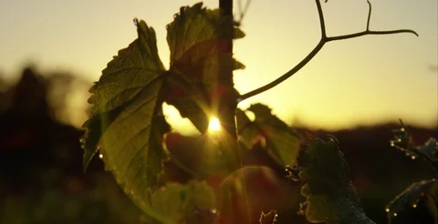 Close up of vine with sunrise in the background. Stock Footage