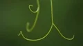 Close-up of vine tendrils, growing and ripening of wine grapes, organic products HD Footage
