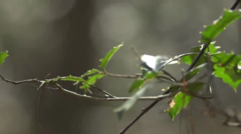 Close up of Vines and Ivy HD Video Stockbeeldmateriaal 24633023