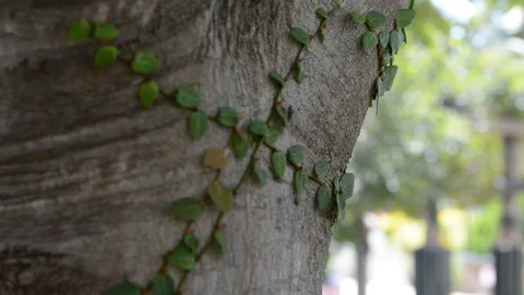 Close up. The vines around the trees in the dipterocarp forest of the monsoon zo Vídeos de archivo 93682086