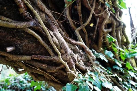 Close up of vines climbing up a tree 库存照片