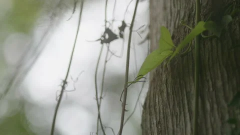 Close up of Vines Hanging off a Tree Near the Trunk Stock Footage 172277748