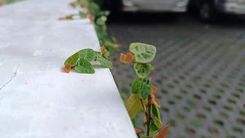 Close up of vines on the wall Stock Photos
