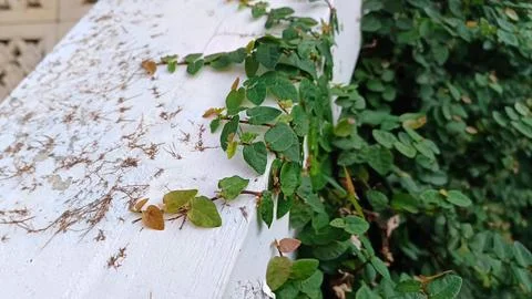 Close up of vines on the wall Stock Photos