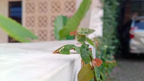 Close up of vines on the wall Stock Photos