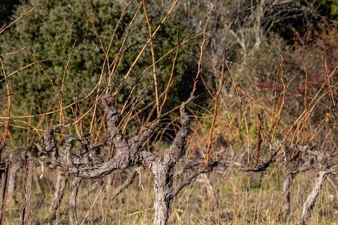 Close up of vines in winter Stock Photos