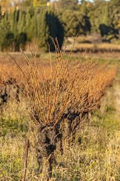 Close up of vines in winter Stock Photos