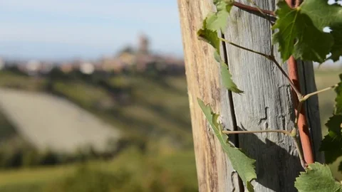 Close up on vineyard detail and focus change on the Castle in the background Stock Footage 80999945