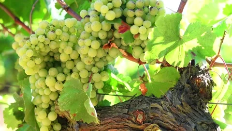 Close up vineyard Stock Footage 137900714