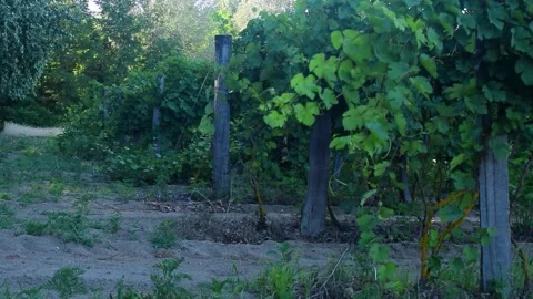 Close up of vineyard grape leaves swaying in the wind, static low angle shot Vídeos de archivo 326646320