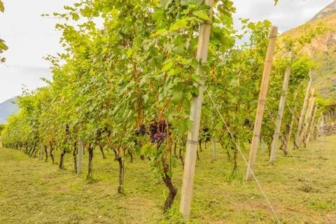 Close up of a vineyard Stock Photos